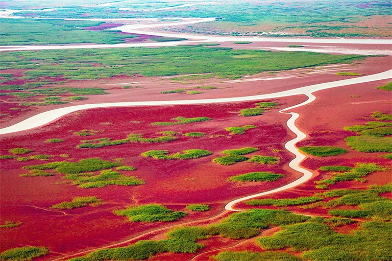 Город Дунъин прилагает усилия для восстановления водно-болотных угодий в дельте реки Хуанхэ