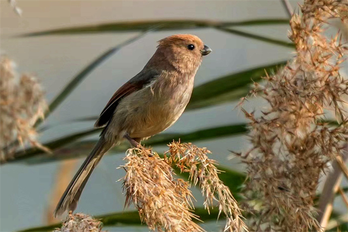 В китайском городе Сямэнь зафиксированы новые виды птиц
