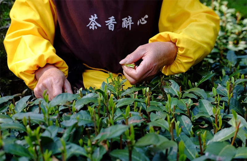 В провинции Чжэцзян начался сбор чая Сиху Лунцзин