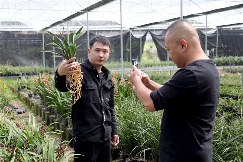 Китайская родина орхидей реализует продукцию с помощью Интернета