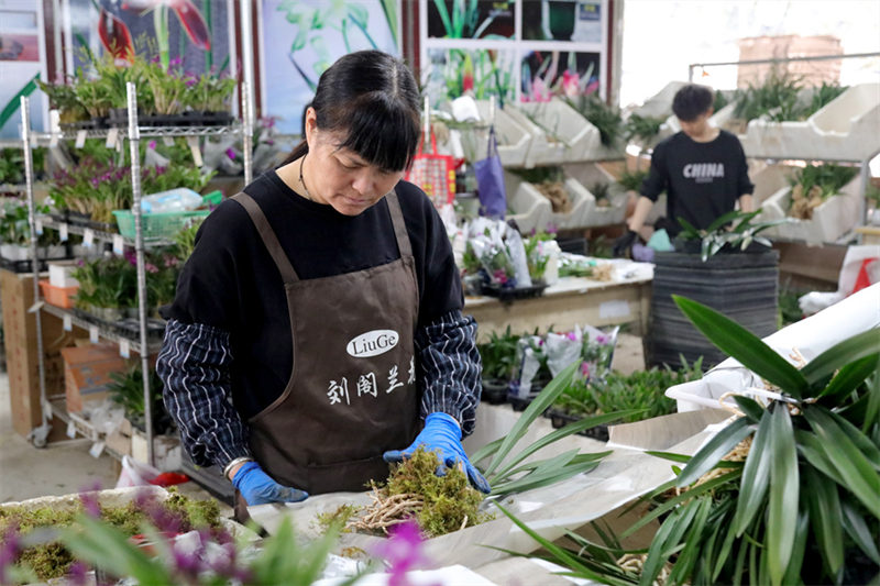 Китайская родина орхидей реализует продукцию с помощью Интернета