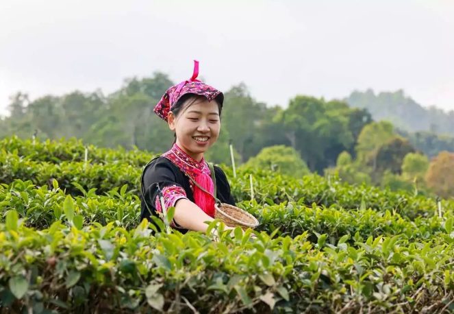 В провинции Хайнань наступил сезон аромата весеннего чая