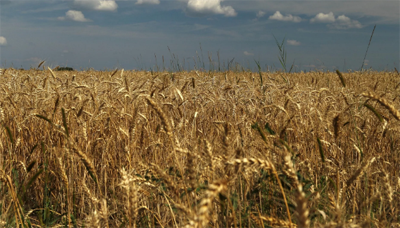 В России в 2022 году собрали рекордный урожай зерна, заявил Путин