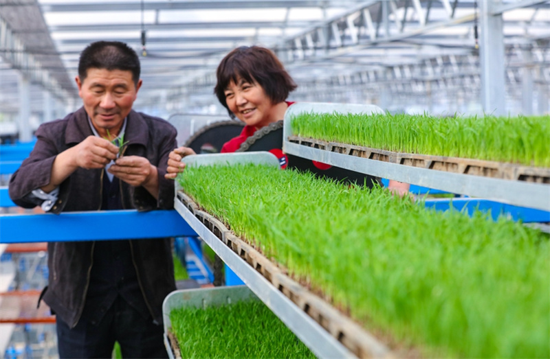 «Высокотехнологичная» рассада риса в провинции Хэнань