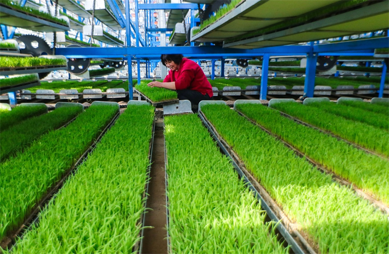 «Высокотехнологичная» рассада риса в провинции Хэнань