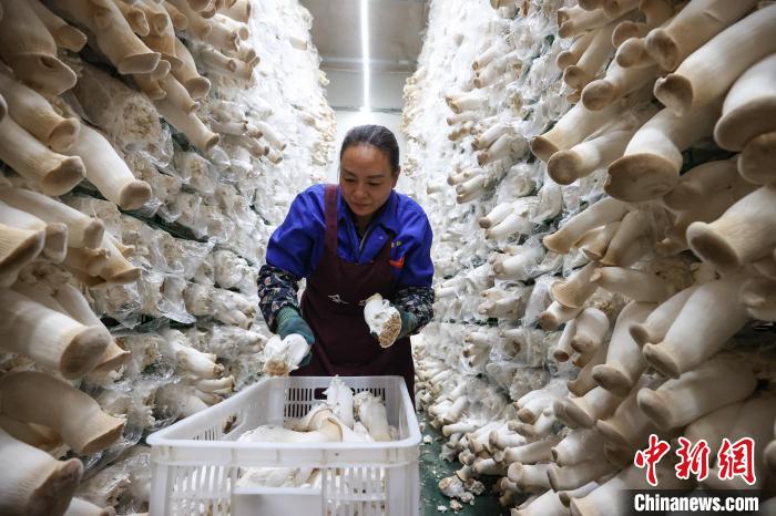 Производство грибов в провинции Гуйчжоу помогает увеличивать доходы