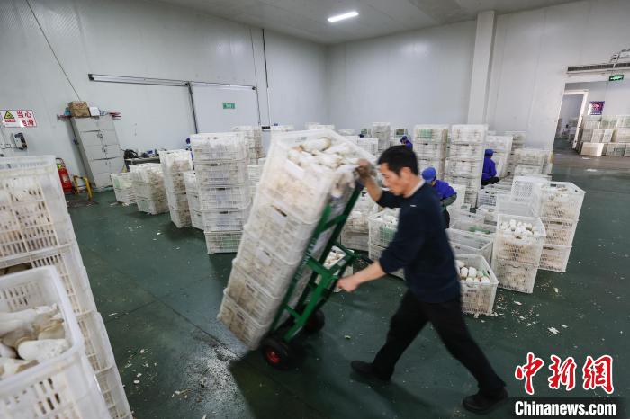 Производство грибов в провинции Гуйчжоу помогает увеличивать доходы