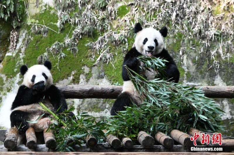 Сидящие за столом большие панды позабавили посетителей зоопарка