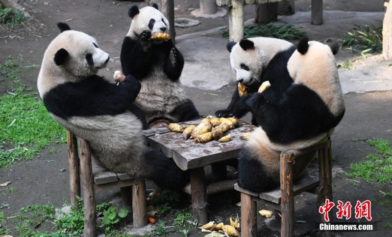 Сидящие за столом большие панды позабавили посетителей зоопарка