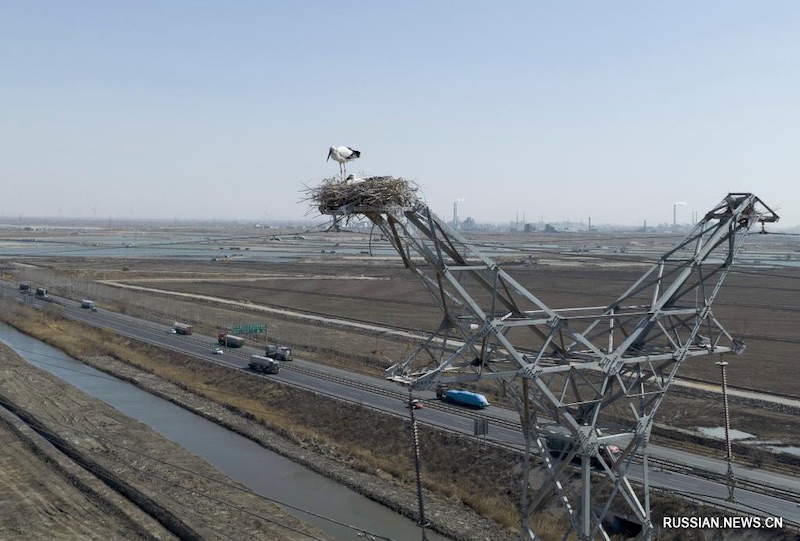 В городе Таншань на севере Китая дальневосточные аисты построили гнезда, чтобы вывести птенцов