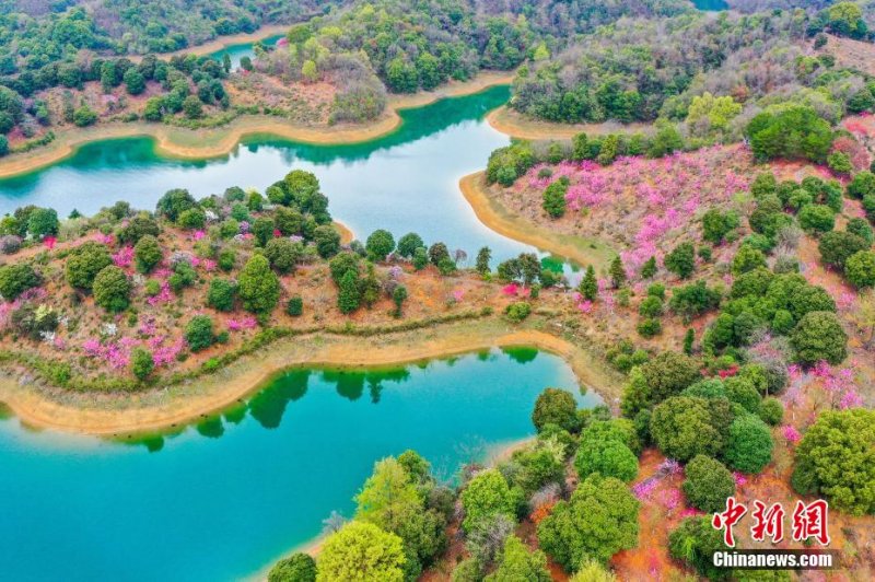 Цветение персиков в провинции Цзянси с высоты птичьего полета