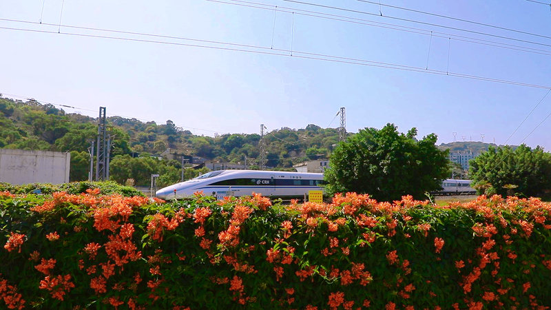Поезда мчатся сквозь «цветочные моря»