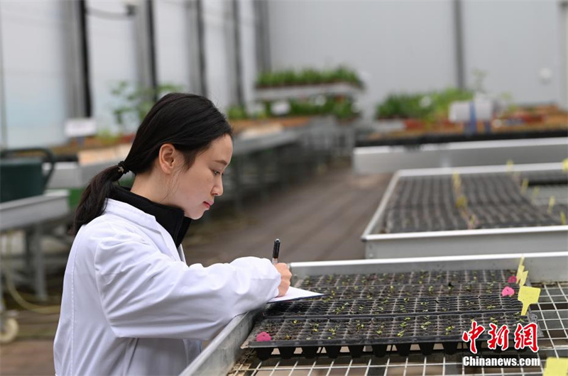 В Китае занимаются проращиванием 4000 семян «космического» гибискуса