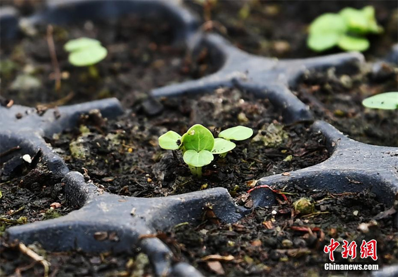 В Китае занимаются проращиванием 4000 семян «космического» гибискуса