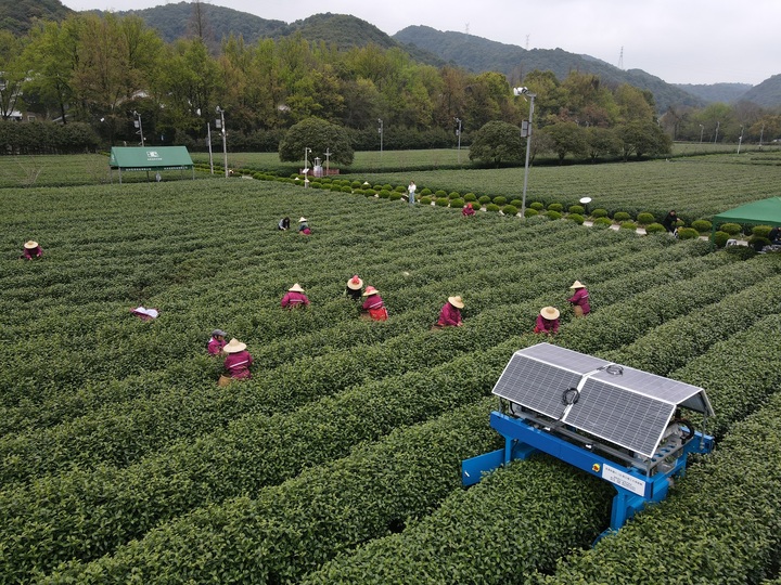 В чайном саду в Ханчжоу используются роботы-сборщики чая
