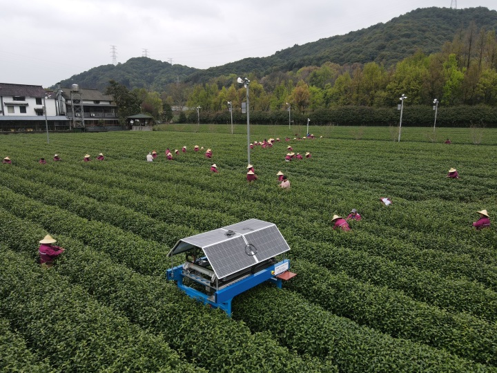 В чайном саду в Ханчжоу используются роботы-сборщики чая