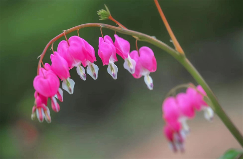 В провинции Хэнань цветет особый вид пиона в форме сердца