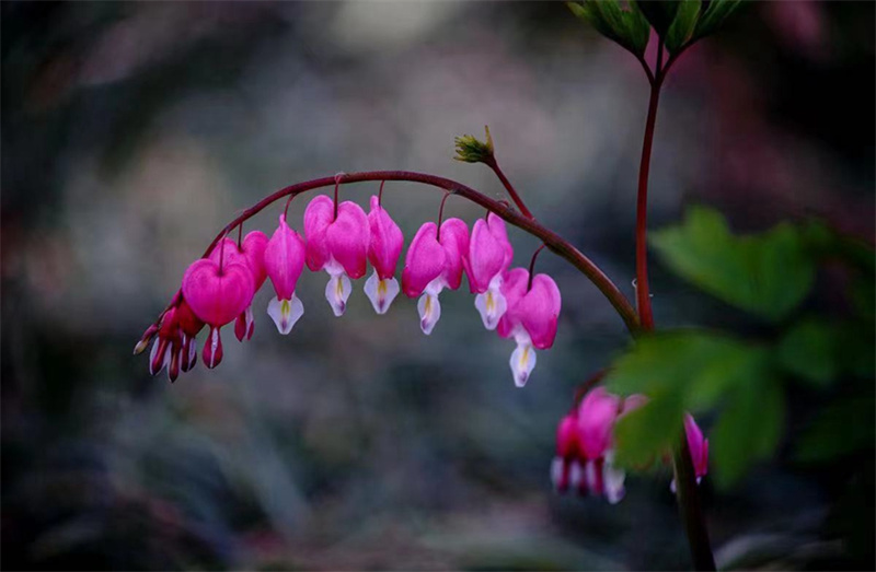 В провинции Хэнань цветет особый вид пиона в форме сердца