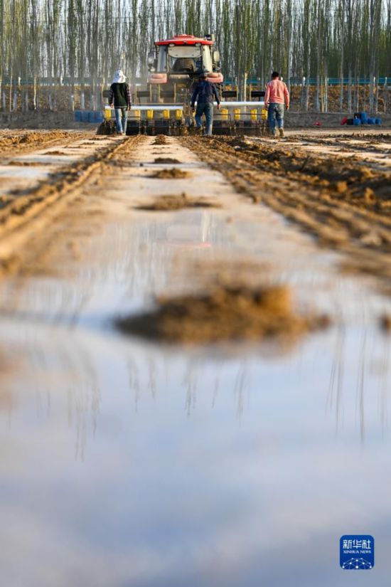 В Синьцзян-Уйгурском автономном районе КНР начался весенний сев хлопка