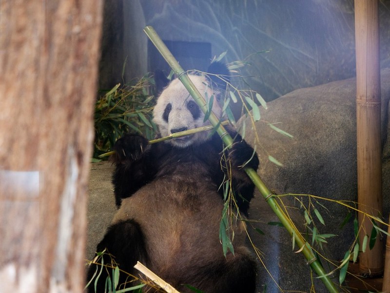 Зоопарк Мемфиса в США прощается с гигантской пандой Я Я