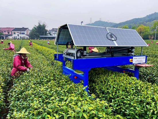В Китае в тестовом режиме заработал робот-сборщик чая