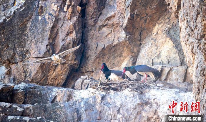 Перелетные птицы вернулись в АР Внутренняя Монголия после зимовки