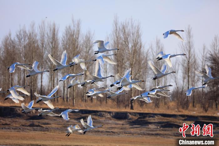 Перелетные птицы вернулись в АР Внутренняя Монголия после зимовки