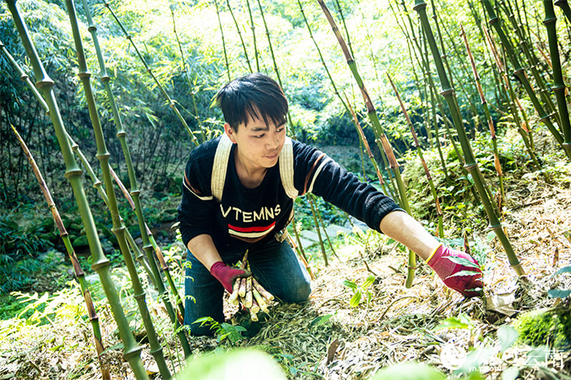 В провинции Юньнань начался сбор побегов бамбука цюнчжу