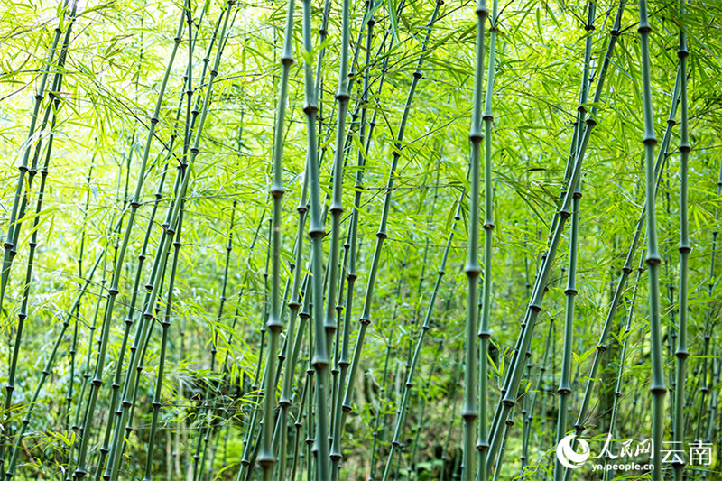 В провинции Юньнань начался сбор побегов бамбука цюнчжу