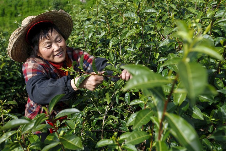 Путешествие молодого российского предпринимателя в поисках чая в Китае