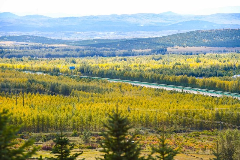 Внутренняя Монголия занимает первое место в Китае по лесопосадочным работам