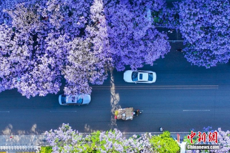 Китайский город Сичан утопает в море фиолетовых цветов