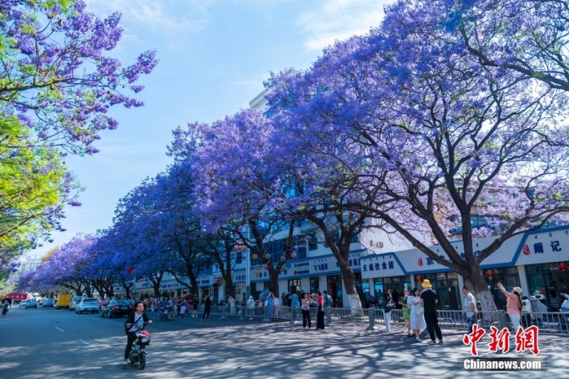 Китайский город Сичан утопает в море фиолетовых цветов