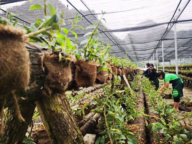 Китайский уезд Гуаннань содействует возрождению сельской местности путем развития лекарственного растениеводства
