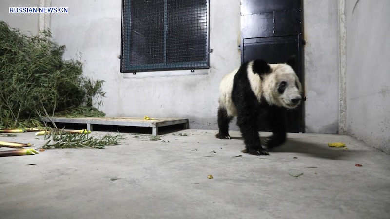 Большая панда Я Я прибыла в Шанхай
