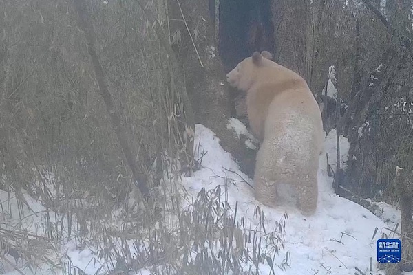 Взаимодействие между бамбуковыми медведями и редкой большой пандой-альбиносом замечено на юго-западе Китая