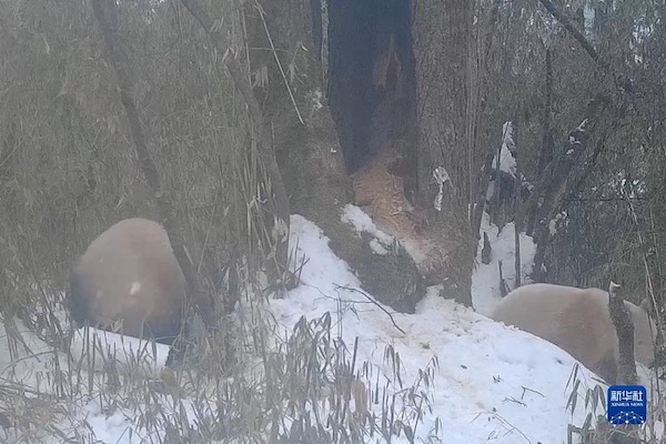 Взаимодействие между бамбуковыми медведями и редкой большой пандой-альбиносом замечено на юго-западе Китая