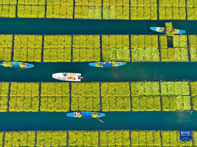Плавучая овощная ферма на озере Цяньдаоху