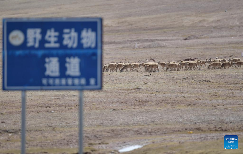 Увеличилась численность тибетских антилоп, мигрирующих в заповедник Кукушили для рождения потомства