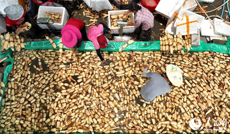 В Гуанси начинается сезон сбора корня лотоса