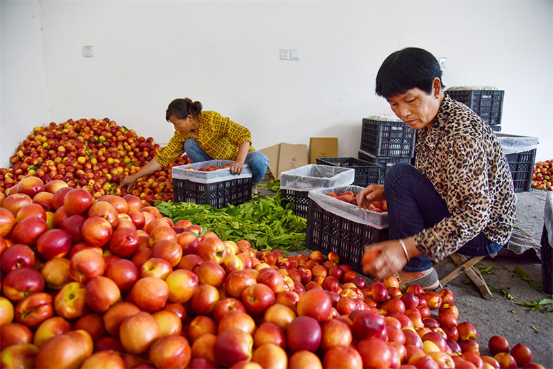 Сбор урожая персиков на востоке Китая