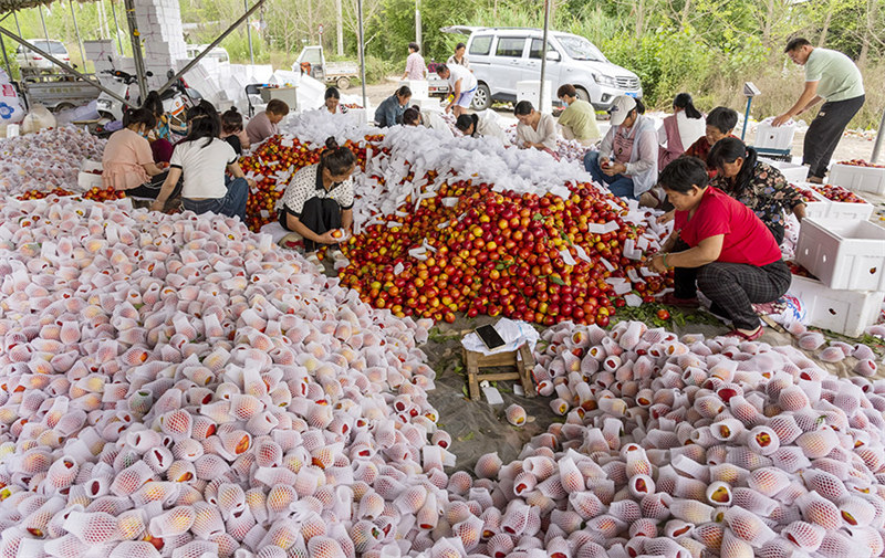Сбор урожая персиков на востоке Китая