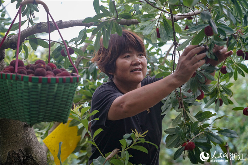 Жители китайского уезда Сяньцзюй зарабатывают на продаже плодов восковницы красной