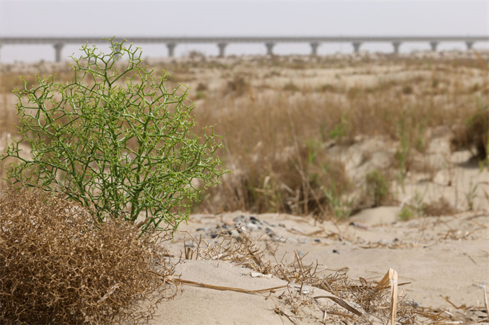 Первая в мире кольцевая железная дорога вокруг пустыни меняет Синьцзян