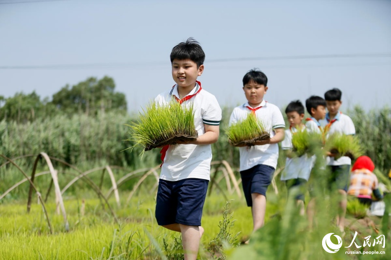 В одной начальной школе провинции Шаньдун провели “урок рисового поля”
