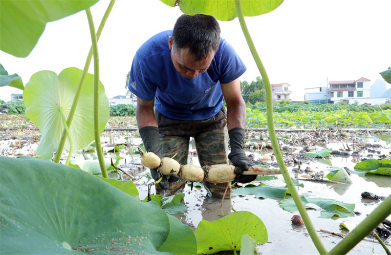 На юге Китая начался сезон сбора урожая корней лотоса