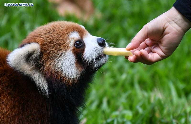 В Гуанчжоуском зоопарке животных спасают от жары