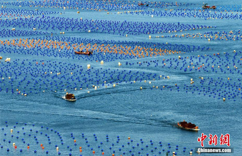 В провинции Фуцзянь начинается сезон сбора морского ушка