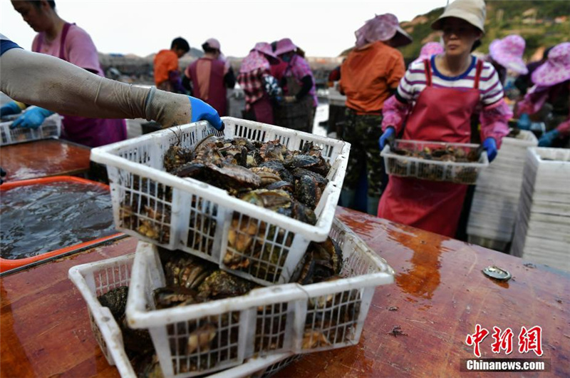 В провинции Фуцзянь начинается сезон сбора морского ушка