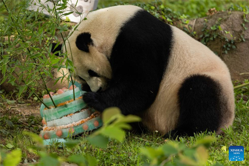 В зоопарке США отметили 25-летие большой панды Мэй Сян